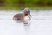 Red-throated diver (Gavia stellata) adult on breeding loch, Flow Country, Highland, Scotland, UK, June,