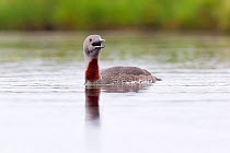 Red-throated diver (Gavia stellata) adult calling on breeding loch, Flow Country, Highland, Scotland, UK, June,