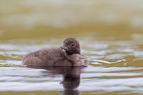 Red-throated diver (Gavia stellata) chick on breeding loch, Flow Country, Highland, Scotland, UK, June,