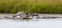 Red-throated diver (Gavia stellata) adult displaying on breeding loch, Flow Country, Highland, Scotland, UK, June,