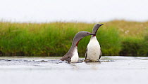 Red-throated diver (Gavia stellata) adult pair displaying on breeding loch, Flow Country, Highland, Scotland, UK, June,