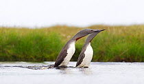 Red-throated diver (Gavia stellata) adult pair displaying on breeding loch, Flow Country, Highland, Scotland, UK, June, Did you know? In  Shetland this bird was considered one of the best indicators o...