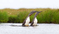 Red-throated diver (Gavia stellata) adult pair displaying on breeding loch, Flow Country, Highland, Scotland, UK, June. Did you know? The Flow Country of Caithness and Sutherland is home to the larges...