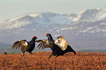 Black grouse (Tetrao tetrix) two males fighting at lek site with mountains in the background, Cairngorms National Park, Grampian, Scotland, UK, April. 2020VISION Exhibition. 2020VISION Book Plate.
