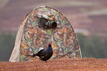 Black grouse (Tetrao tetrix) male displaying at lek in front of photographer's hide, Cairngorms National Park, Grampian, Scotland, UK, April