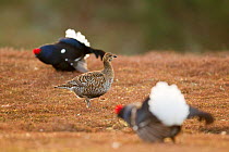 Black grouse (Tetrao tetrix) female at lek on heather moorland with two males displaying nearby, Cairngorms NP, Grampian, Scotland, UK, April