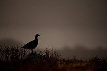 Black grouse (Tetrao tetrix) silhouette of female at lek at dawn, Creag Megaidh NNR, Highlands, Scotland, UK, April