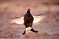 Black grouse (Tetrao tetrix) males displaying flutter jump at lek, Cairngorms NP, Grampian, Scotland, UK, April. Did you know? Adult grouse are mostly vegetarian, but their young primarily eat insects...