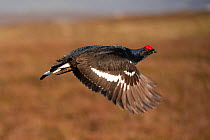 Black grouse (Tetrao tetrix) male in flight at lek,  Cairngorms NP, Grampian, Scotland, UK, April