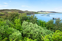 Young trees growing on the coast, reforestation on Tanera More, Coigach and Assynt, Sutherland, Scotland, UK, June 2011