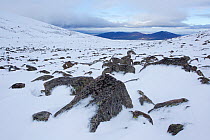 Glacial rocks in boulder field in snow, Coire an Lochain, Cairngorm Mountains, Cairngorms NP, Highland, Scotland, UK, February 2011