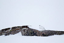 Rock ptarmigan (Lagopus mutus) camouflaged in white winter plumage, Coire an Lochain, Cairngorm Mountains, Cairngorms NP, Highland, Scotland, UK, February