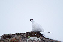 Rock ptarmigan (Lagopus mutus) male calling, camouflaged in white winter plumage, Coire an Lochain, Cairngorm Mountains, Cairngorms NP, Highland, Scotland, UK, February