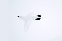 Rock ptarmigan (Lagopus mutus) male calling in flight, camouflaged in white winter plumage, Coire an Lochain, Cairngorm Mountains, Cairngorms NP, Highland, Scotland, UK, February