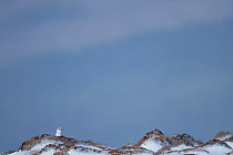 Ptarmigan (Lagopus mutus) in white winter plumage, Coire an Lochain, Cairngorm Mountains,  Cairngorms NP, Highland, Scotland, UK, February