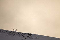 Two hikers in winter landscape at dusk, Cairngorm Mountains, Cairngorms NP, Highland, Scotland, UK, February 2011