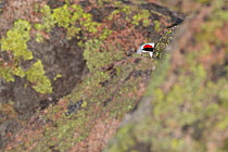 Rock ptarmigan (Lagopus mutus) male hidden by rocks, eye visible,   Cairngorm Mountains, Cairngorms NP, Highland, Scotland, UK, February