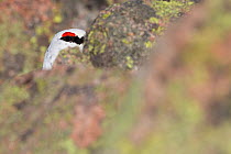 Rock ptarmigan (Lagopus mutus) male hidden by rocks, eye visible, winter plumage, Cairngorm Mountains, Cairngorms NP, Highland, Scotland, UK, February