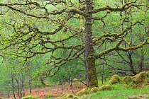Sessile Oak tree (Quercus petraea) in spring, Sunart Oakwoods, Ardnamurchan, Highland, Scotland, UK, May. 2020VISION Book Plate.