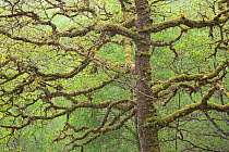 Moss covered trunk and branches of Sessile Oak tree (Quercus petraea) in spring, Sunart Oakwoods, Ardnamurchan, Highland, Scotland, UK, May. Did you know? Oak trees are our most biologically diverse n...