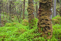 Moss coverd trunk of Sessile Oak tree (Quercus petraea) in spring, Sunart Oakwoods, Ardnamurchan, Highland, Scotland, UK, May