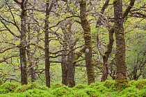 Moss coverd trunk and branches of Sessile Oak tree (Quercus petraea) in spring, Sunart Oakwoods, Ardnamurchan, Highland, Scotland, UK, May