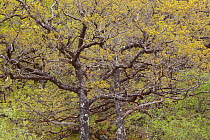 Branches of Sessile Oak tree (Quercus petraea) in spring, Sunart Oakwoods, Ardnamurchan, Highland, Scotland, UK, May