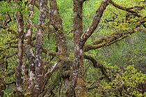 Sessile oak tree (Quercus petraea) in spring, Sunart Oakwoods, Ardnamurchan, Highland, Scotland, UK, May