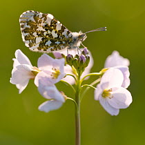 Orange Tip butterfly {Anthocharis cardamines} female resting on Cuckooflower {Cardamine pratensis}, north Devon, UK. April