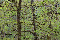 Sessile oak tree (Quercus petraea) in spring, Sunart Oakwoods, Ardnamurchan, Highland, Scotland, UK, May