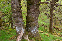 Twin trunks of Sessile oak tree (Quercus petraea) in spring, Sunart Oakwoods, Ardnamurchan, Highland, Scotland, UK, May