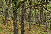 Sessile oak trees (Quercus petraea) in spring, Sunart Oakwoods, Ardnamurchan, Highland, Scotland, UK, May