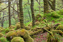 Oak woodland in spring with moss covered glacial rocks, Sunart Oakwoods, Ardnamurchan, Highland, Scotland, UK, May