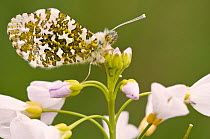 Orange Tip butterfly {Anthocharis cardamines} male resting on Cuckooflower {Cardamine pratensis}, green background, north Devon, UK. April