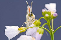 Orange Tip butterfly {Anthocharis cardamines} male resting on Cuckooflower {Cardamine pratensis}, blue background, north Devon, UK, April. Did you know? Sadly butterflies are not as common as they onc...