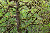 Moss covered branches of Sessile oak tree (Quercus petraea) in spring, Sunart Oakwoods, Ardnamurchan, Highland, Scotland, UK, May