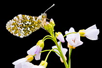 Orange Tip butterfly {Anthocharis cardamines} male resting on Cuckooflower {Cardamine pratensis}, black background, north Devon, UK. April