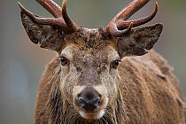 RF- Head portrait of Red deer (Cervus elaphus) stag portrait, Cairngorms National Park, Scotland, UK, February. (This image may be licensed either as rights managed or royalty free.)