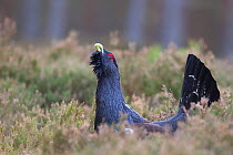 Capercaillie (Tetrao urogallus) male displaying, Inshriach, Cairngorms NP, Scotland, UK, February