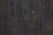 Red throated diver (Gavia stellata) on water with reflection of pine trees, Glen Affric, Highland, Scotland, UK, May