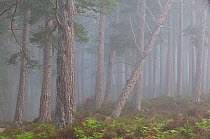 Mist at dawn in Rothiemurchus Forest, ancient caledonian pine woods, Cairngorms NP, Highland, Scotland, UK, June 2011