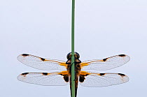 Four-spotted chaser {Libellula quadrimaculata} dragonfly, portrait, Shapwick Nature Reserve, Somerset Levels, UK, June