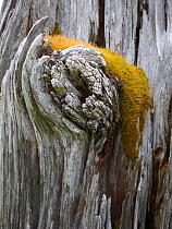 Old wooden post detail, Coigach nature reserve, Coigach / Assynt SWT, Highlands, Scotland, UK, June