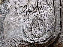 Old wooden post detail, Coigach nature reserve, Coigach / Assynt SWT, Highlands, Scotland, UK, June