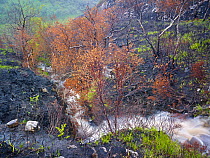 Mountain stream flowing through fire-damaged landscape, near Lochinver, Coigach / Assynt SWT, Sutherland, Highlands, Scotland, UK, June 2011