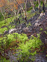 Fire-damaged woodland landscape, near Lochinver, Coigach / Assynt SWT, Sutherland, Highlands, Scotland, UK, June 2011