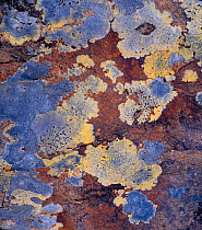 Lichen and rock detail, Coigach / Assynt SWT, Sutherland, Highlands, Scotland, UK, June