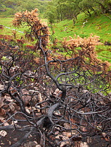 Gorse tree scorched by fire, near Lochinver, Coigach / Assynt SWT, Sutherland, Highlands, Scotland, UK, June 2011