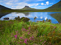 Pool and Stac Pollaidh, Coigach / Assynt SWT, Sutherland, Highlands, Scotland, UK, June 2011. Did you know? The peak of Stac Polliadh is very severely weathered and it is thought that during the last...