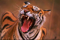 Female Bengal tigress yawning (Panthera tigris tigris) Ranthambhore National Park, Rajasthan, India
